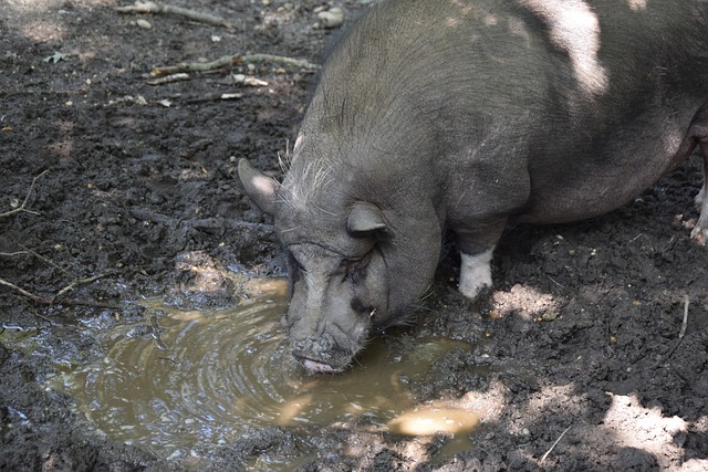 塔图姆引领绿军八连胜，马刺难阻凯尔特人的强劲势头.